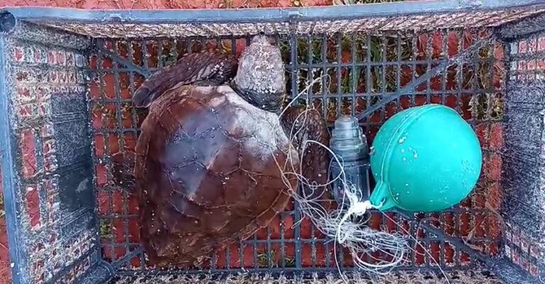 Επιστροφή στο «γαλάζιο σπίτι» της στον Σταυρό για την Caretta caretta μετά από 1.725 ημέρες – Η συγκινητική διάσωση και η απελευθέρωση στο Ενυδρείο Κρήτης