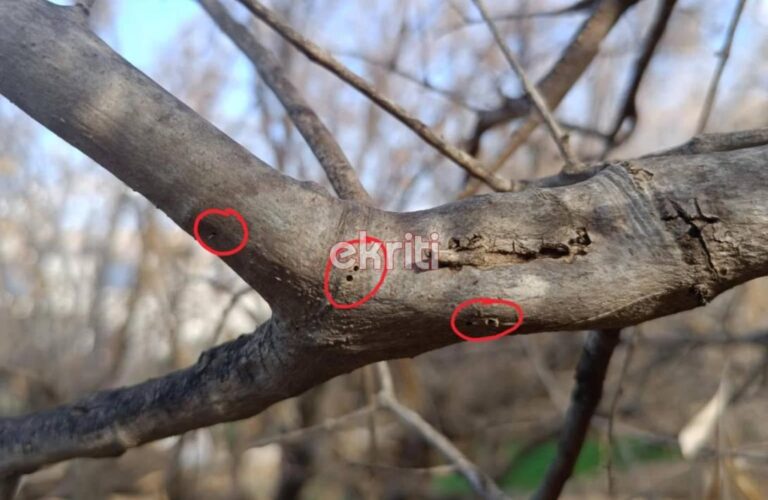 Κρήτη – Φλοιοτρίβης: Προκαλεί ανησυχία ο «εχθρός» της ελιάς – Εξετάζονται τα μέτρα αντιμετώπισης