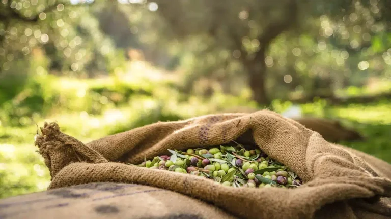 Πού «φεύγει» η υπεραξία του ελληνικού ελαιολάδου – Ποιοι καρπώνονται εκατοντάδες εκατομμύρια από το χύμα μοντέλο