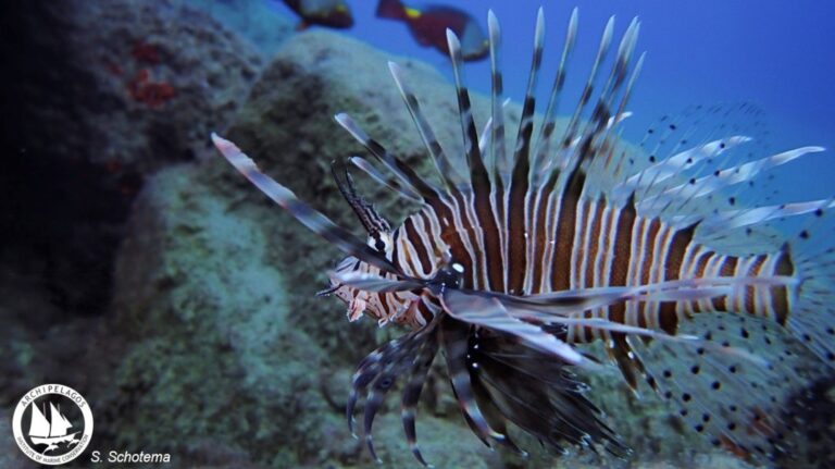 Η Μεσόγειος άλλαξε: Πάνω από 1000 ξενικά είδη απειλούν το οικοσύστημα