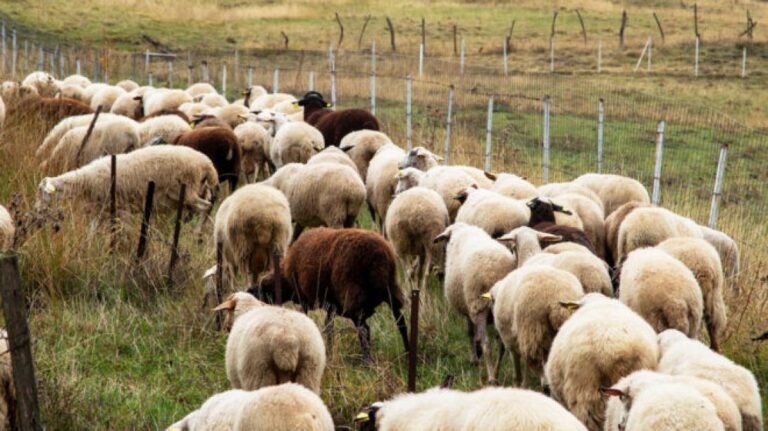 Κρήτη – κτηνοτρόφοι: Στο Μαξίμου με τον Μητσοτάκη για την ευλογιά των προβάτων