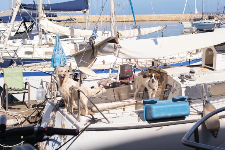 Κατοικίδια σε «αναμονή»: Το θεσμικό κενό για τα ζώα μοναχικών πολιτών που ασθενούν