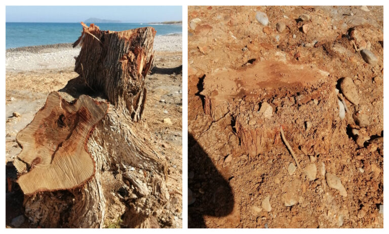 Μία αναγκαία διόρθωση σχετικά με τα κομμένα αλμυρίκια στην παραλία του Ταυρωνίτη αλλά και μία υπενθυμίση για τους ευκάλυπτους στη ΔΕΥΑΒΑ | Βίντεο