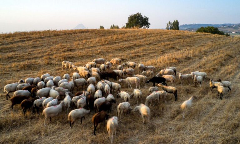 Κρήτη – Κτηνοτρόφοι: Συνάντηση με Μητσοτάκη το μεσημέρι στο Μαξίμου