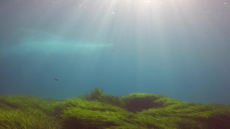 Καταγγέλουν περιβαλλοντικό «έγκλημα» στην Παχιά Άμμο: Στο χείλος του αφανισμού τα λιβάδια Ποσειδωνίας;