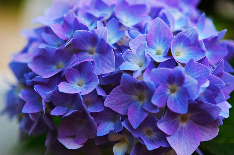 Επειδή μεγάλωσα με τις ορτανσίες!