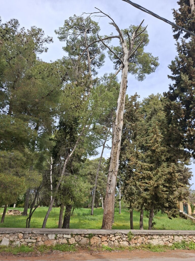 Επικίνδυνο ξερό πεύκο στον Βάμο: Ανησυχία για την ασφάλεια μαθητών