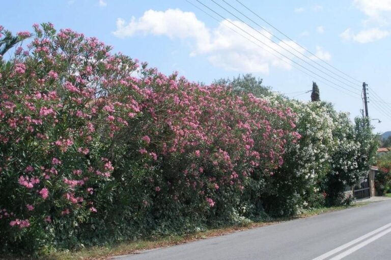 Ο ΕΟΔΥ “διώχνει” τις πικροδάφνες από τα σχολεία – Χωρίς τεκμηρίωση η οδηγία, λέει καθηγητής του ΕΛΜΕΠΑ