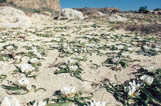 Στην προστατευόμενη περιοχή NATURA της Φαλάσαρνας άνοιξαν παράνομα δρόμο αλλά εκεί δεν εμφανίστηκαν τα ΜΑΤ – Καταστροφή φυτού είδος προς εξαφάνιση