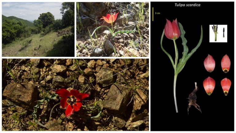 Tulipa scardica: Ενθουσιασμός από τον καθηγητή του ΕΛΜΕΠΑ Νίκου Κρίγκα για την εύρεση τουλίπας που δεν είχε καταγραφεί από το 1896