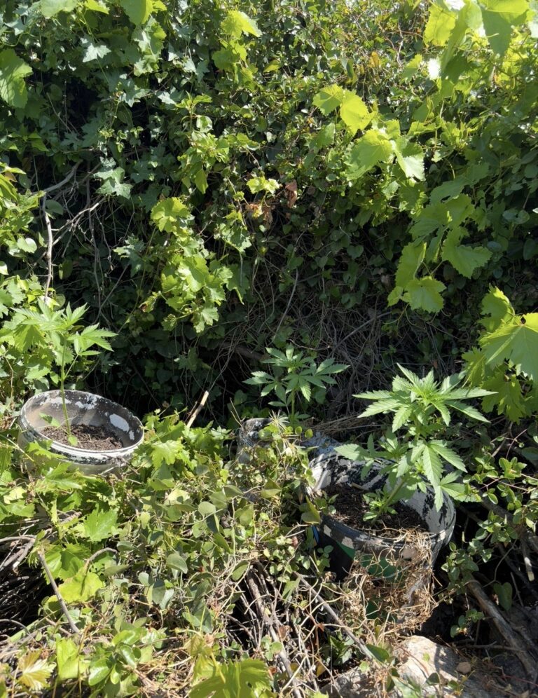 Συνελήφθησαν τέσσερις άνδρες στο Ρέθυμνο με κοκαΐνη, όπλα και ζωοκλοπή