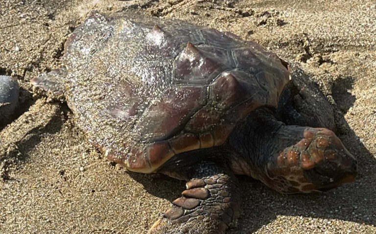 Επιστρέφει στη θάλασσα η μικρή Caretta caretta που διασώθηκε στις Κάτω Γούβες
