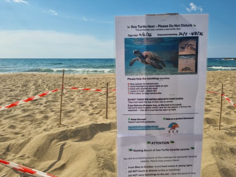 Εντοπίστηκαν οι πρώτες φωλιές Caretta caretta στην Παχιά Άμμο στον Σταυρό Ακρωτηρίου