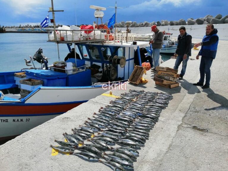 Κρήτη: Επιθέσεις λαγοκέφαλων σε παραλίες – Στον “πάγο” η επιδότηση για την αλίευση του επικίνδυνου ψαριού