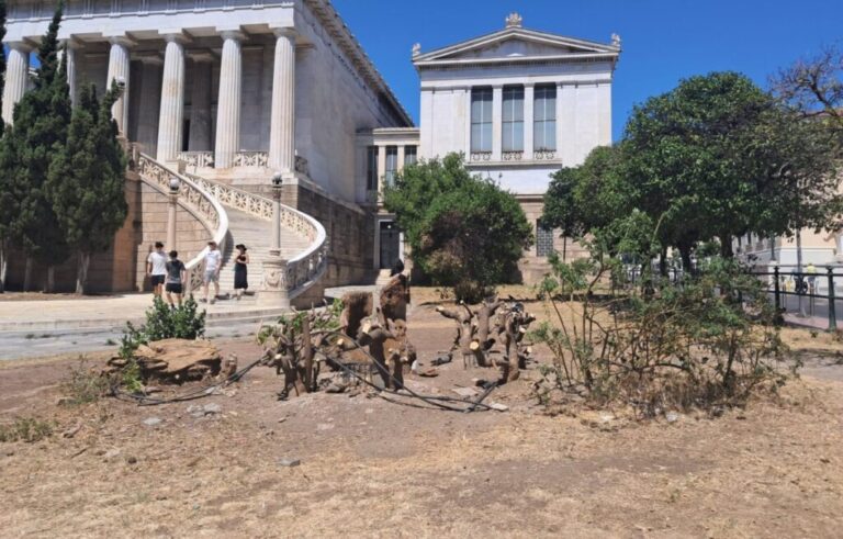 Γιατί «ακρωτηριάζουν» τα δέντρα στις πόλεις – Τι απαντούν επιστήμονες και κάτοικοι