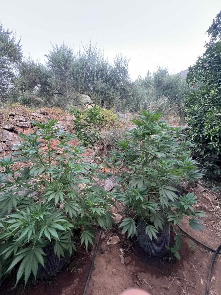 Σύλληψη 64χρονου στο Ρέθυμνο για καλλιέργεια κάνναβης και παράνομο οπλισμό