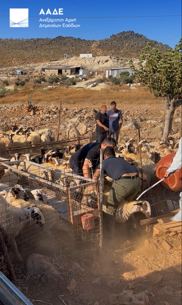 Μεγάλη επιχείρηση ΑΑΔΕ: 195 κτηνοτρόφοι ελέγχθηκαν στην Κρήτη, 120 απουσίασαν και χάνουν τις επιδοτήσεις