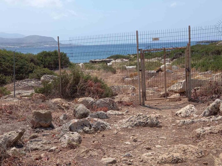 Αρχαία Φαλάσαρνα: Σοβαρές φθορές στον αρχαιολογικό χώρο από ανεπιτήρητα κοπάδια αιγών — Συναγερμός από ανασκαφείς και πολίτες για την αδράνεια των αρχών στην Κίσσαμο