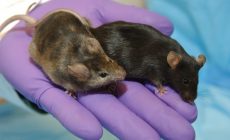 Μετάλλαξη Όμικρον: Νέα μελέτη για την προέλευσή της – Πόσο πιθανό είναι να οφείλεται σε ποντίκια