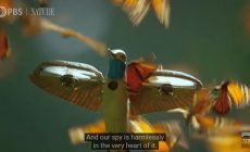 Κολίμπρι-ρομπότ απαθανατίζει εκατομμύρια πεταλούδες | Βίντεο