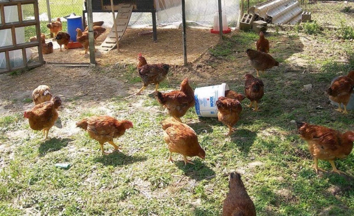 Κρήτη: Δεν θα ισχύσει η απόφαση για τον περιορισμό στις κότες στα χωριά